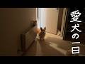 札幌で暮らすコーギー、たおちゃんの1日