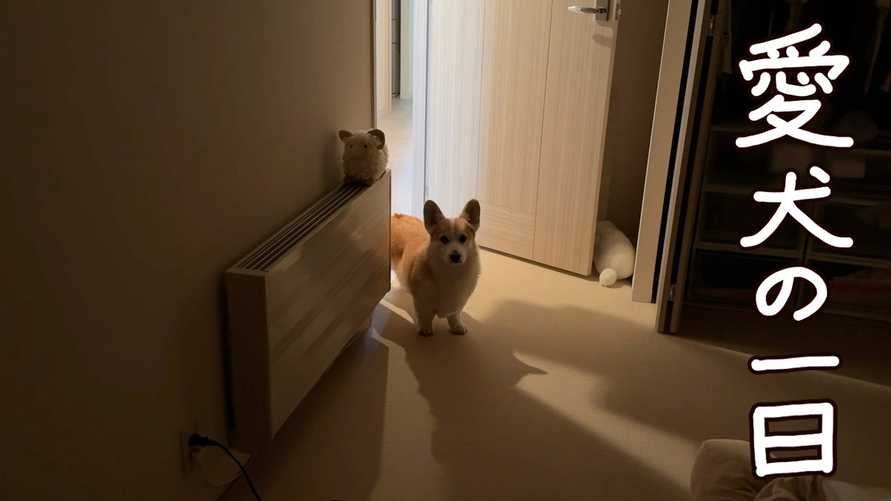 札幌で暮らすコーギー、たおちゃんの1日