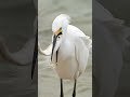 Bird swallows live fish bigger than its head! #bird #wildlife #nature