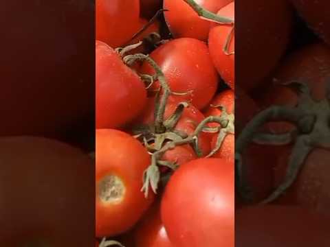 اسعار الطماطم اليوم في سوق العبور