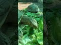 เสียงบ่งบอกว่าผักกร๊อปกรอบ #sulcata #sulcatatortoise #wjexotic #ซูคาต้า #เต่ายักษ์ #เต่า #sucata