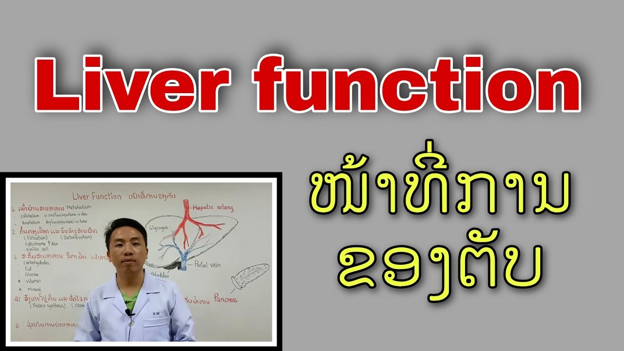 liver function ໜ້າທີ່ການຂອງຕັບ YouTube
