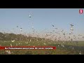 Тисячі голубів привезли з Румунії і випустили на Черкащині