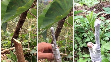 Kỹ thuật ghép táo chuẩn nhất đơn giản.