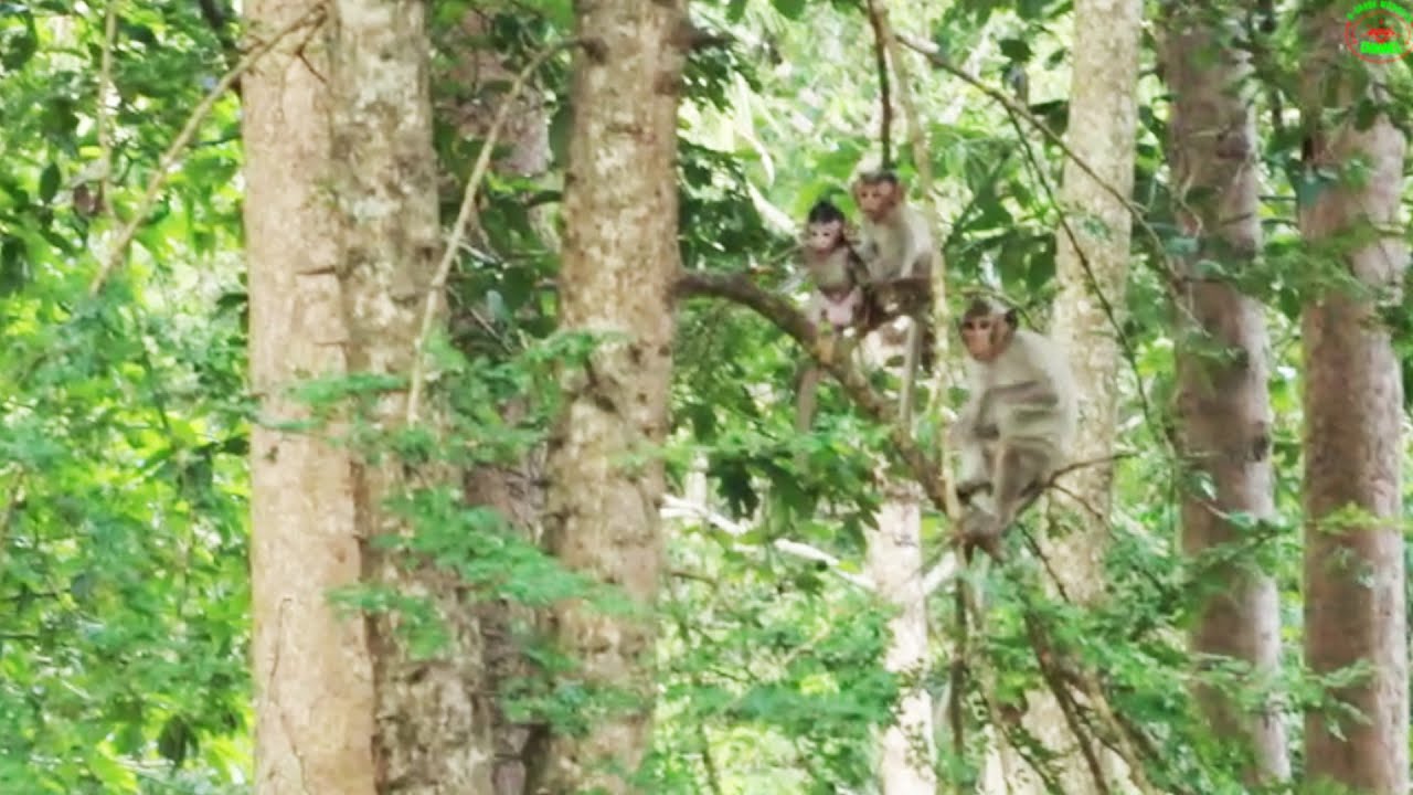 Monkey in Amber Group, Monkey Button Take Jazzy From Jane For hours on May21,2022/U-Share Mk627