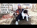 TRAIN DOGS AROUND CHICKENS, CATS, & SMALL PETS | Start At ANY age! | How We Trained Our Rescue Dogs