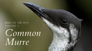 Common Murre - Bird of the Day ep. 2