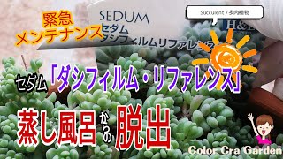 【多肉植物】セダム「ダシフィルム・リファレンス」を蒸れから救出しよう!!