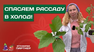 ВОЗВРАТНЫЕ ЗАМОРОЗКИ! ЧТО ДЕЛАТЬ С РАССАДОЙ?