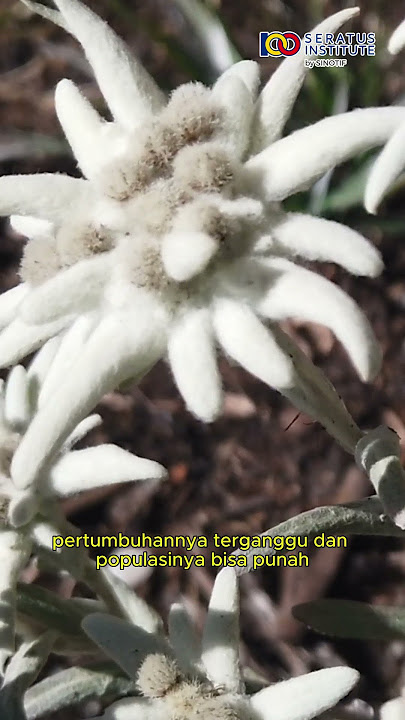 Why Edelweiss Flowers Should Not Be Picked? #Edelweiss #EdelweissFlower #Myth #Fact #Viral #shorts