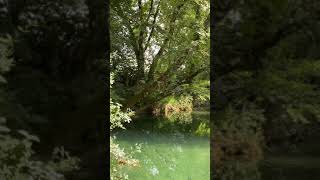 Dragonflies on the river Ceou, Dordogne