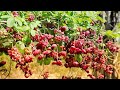 Strange Fruit Akebia, Exotic fruits in Japan