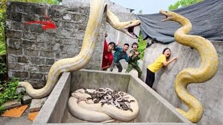 A team of brave experts captured a nest of giant pythons