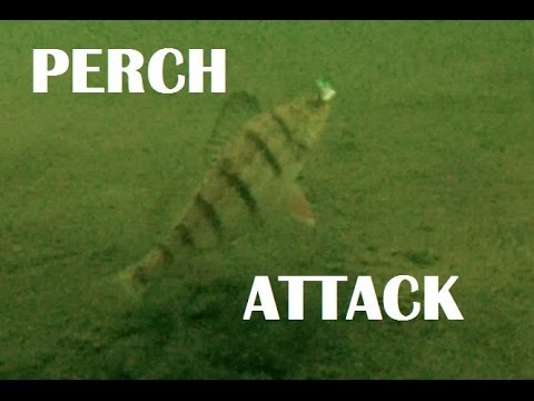 When Perch Attack The Cicada Strikes Back - Underwater GoPro Video 