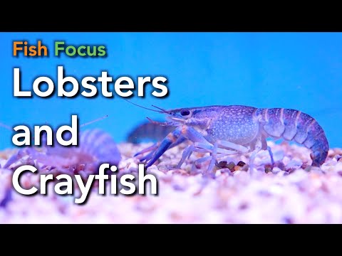 Fish Focus - Lobsters & Crayfish