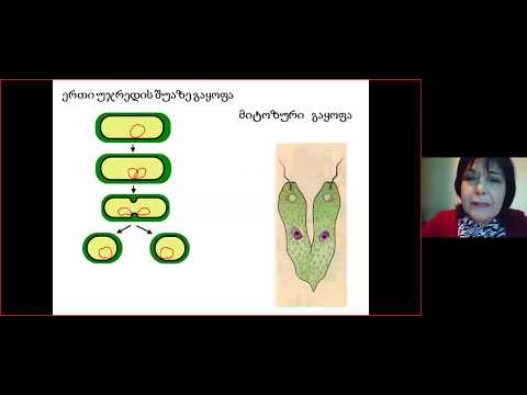 ბიოლოგია - ორგანიზმების უსქესო და სქესობრივი გამრავლება. განაყოფიერება ყვავილოვან მცენარეებში