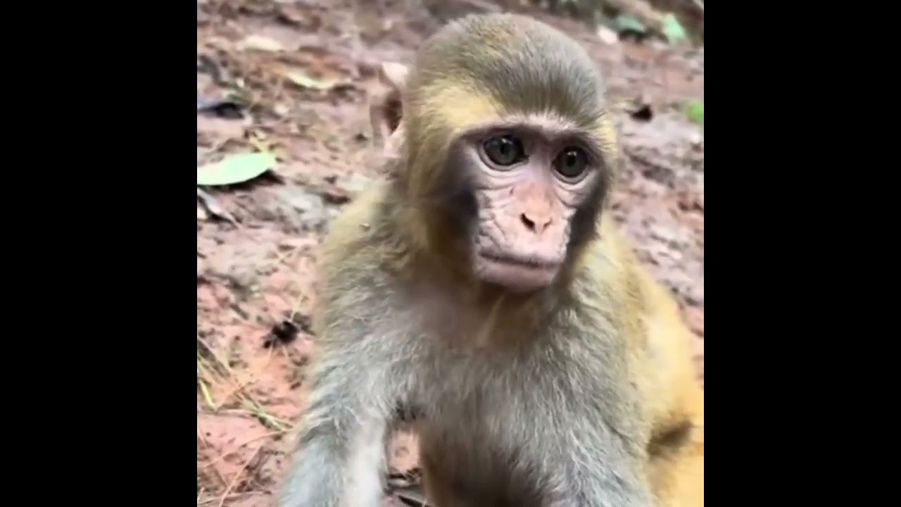 Обезьянка. ~ #обезьянка