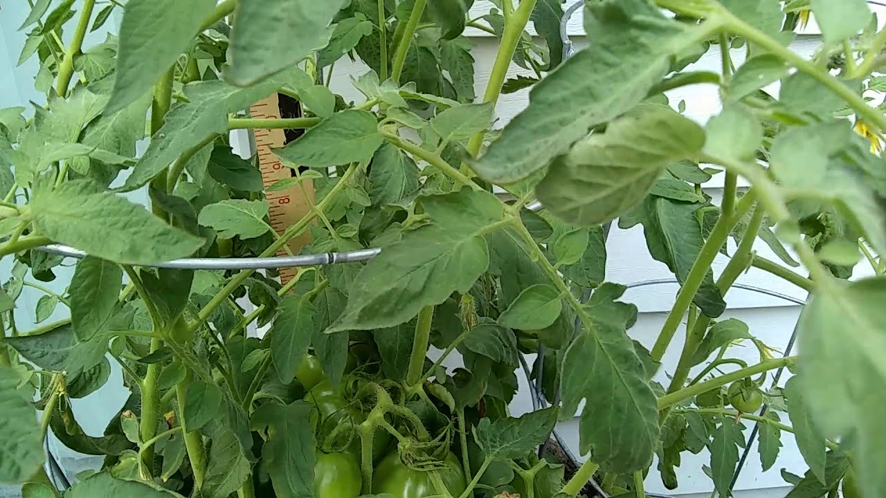 Growing Tomatoes in a Whiskey Barrel Pt.17, Nervous Nick, YouTube