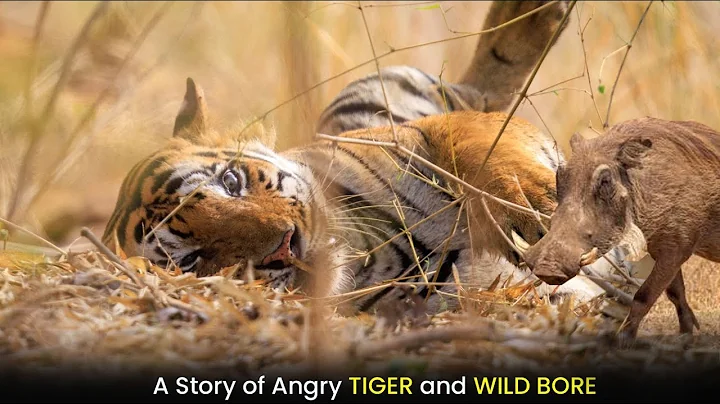 एक हिंसक बाघ और एक सूअर की स्टोरी | A Story of angry Tiger & Wild Boar | Tadoba national Park