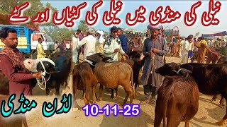 PURE NILI RAVI KATTIAN KATTY BUFFALO PRICE IN LUDDAN MANDI | Katti Farming In Pakistan