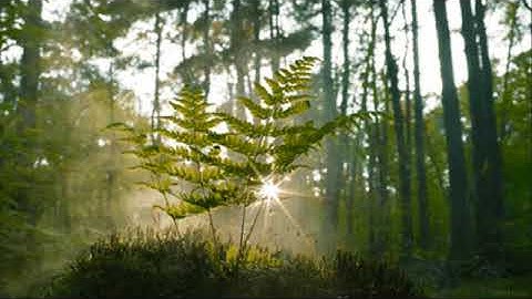 حالات واتساب قرآن || خالد القحطاني || سورة الزلزلة ||Khaled Al-Qahtani || Surah Az-Zalzalah