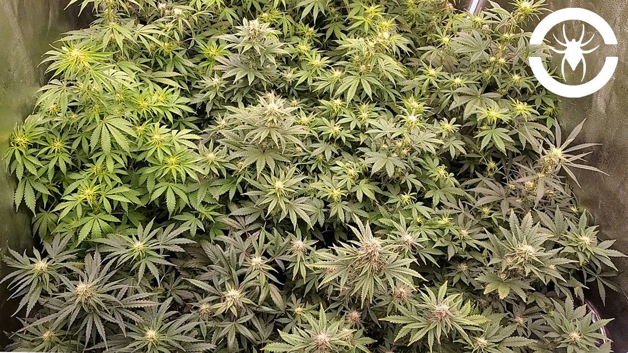 16 AutoFlowers In A 4x4 Tent Weeks 5-7 - The Spider Grow: S2 EP3