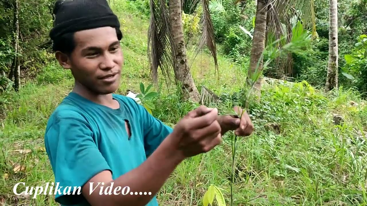HAMPIR KENA KEPALA SERUNYA PANEN KELAPA MUDA DIKEBUN BERSAMA ABANG RUDI COCONUT QIWAS FARAM