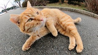 甘えん坊の茶トラ猫をナデナデしたら喉を鳴らして喜んでくれた