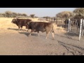 Aurora braunvieh Bulls Namibia