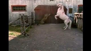 Meu Amigo, O Unicórnio (1998) Dublado