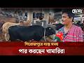 কোরবানির পশু পরিচর্যায় ব্যস্ত পিরোজপুরের খামারিরা | Qurbani Cow | Cow Farm