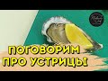 #2.6 Поговорим про устрицы / Делюсь опытом / MediumChef Вам в помощь