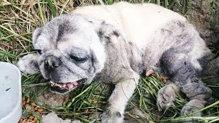 14YearsOld Bulldog Was Found Lying Exhausted in Bushes and Unable to Walk