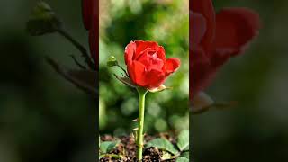 flower making......................... #rose #makingflowers