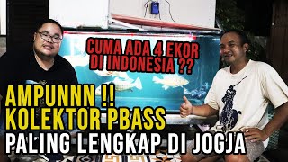 SADISSS !! KOLEKSI PBASS CUMA ADA 4 EKOR DI INDONESIA ??