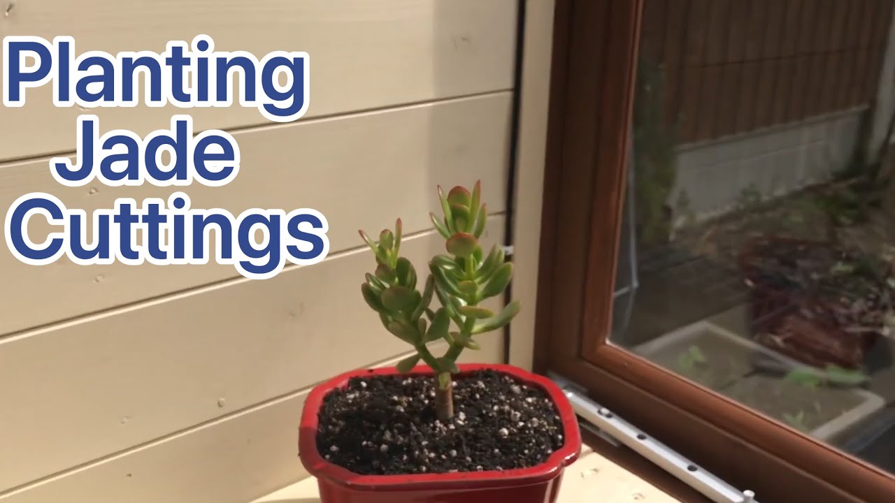 Planting jade cuttings in bonsai pots YouTube