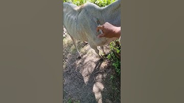 INJECT ANTIBIOTIK PADA ANAK SAPI #cow #animals #shorts