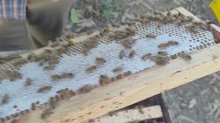 Full Gill Apiaries Honey Update