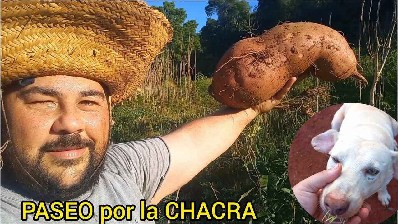 Cosechando Batata 🍠 y Mandioca || a mi Perro le atacó un Erizo