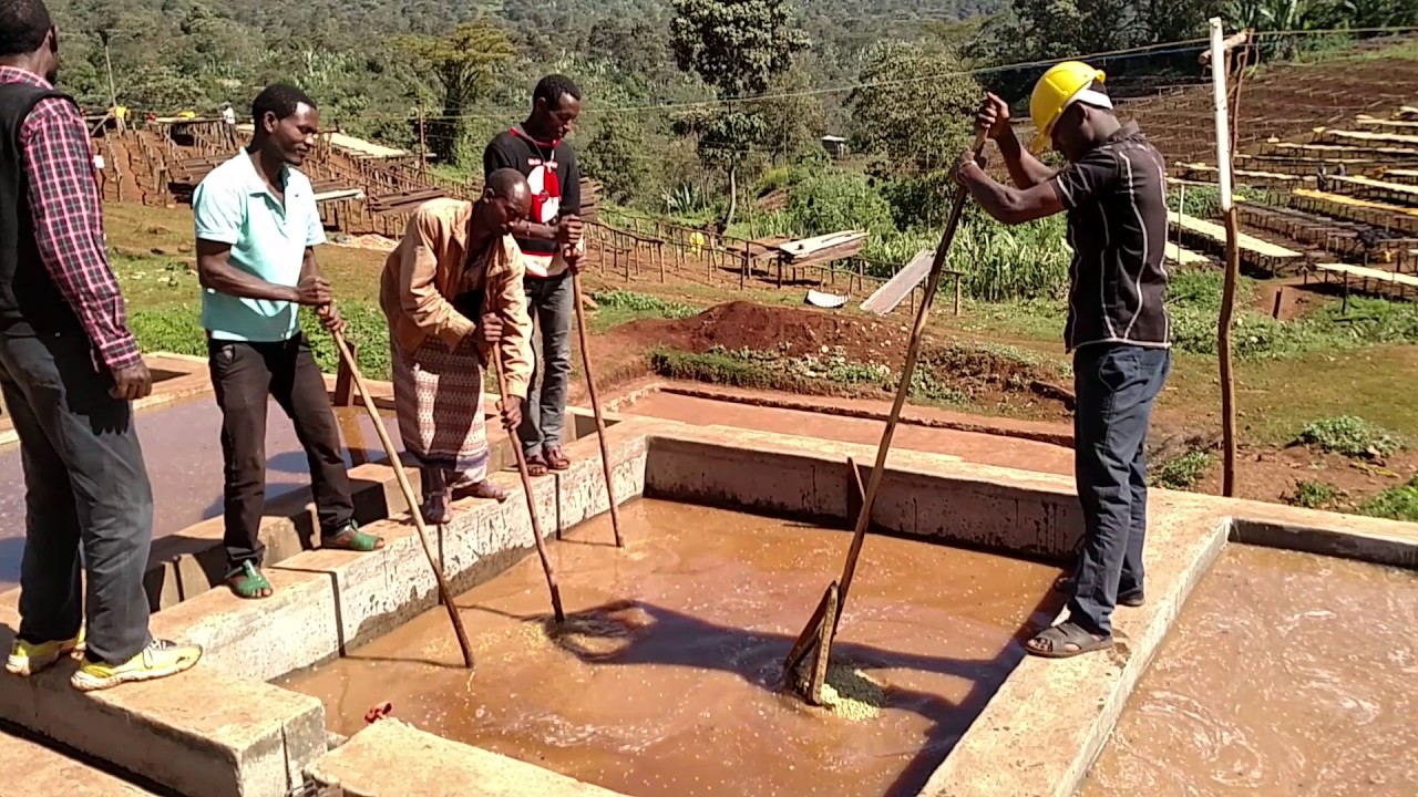 Ethiopian Coffee, Wet Processing YouTube