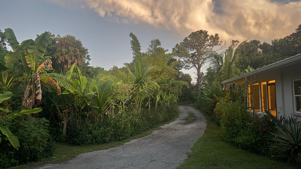 How To Grow Ginger Naturally