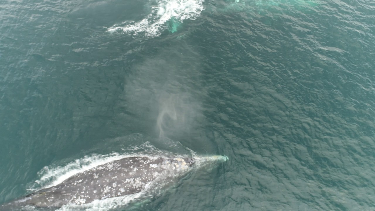 camera iphone 8 plus apk 2 gray whales Terennea b