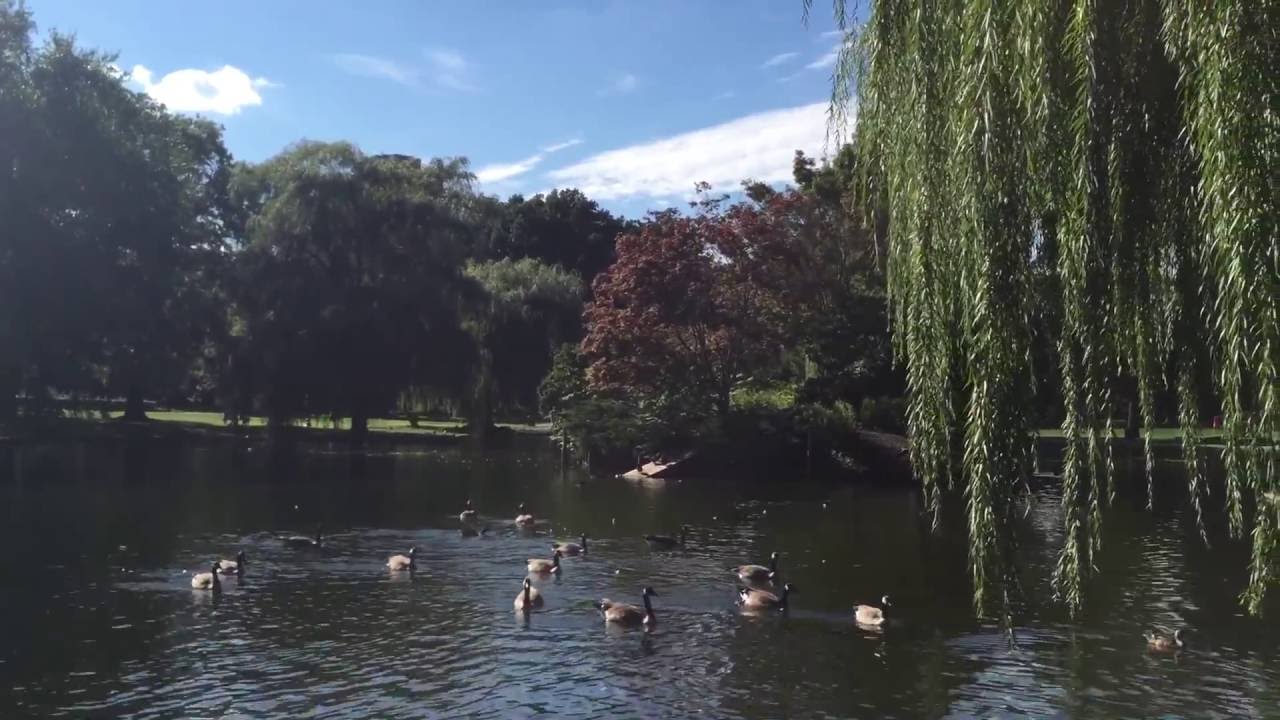 Swimming swans at swan pond, Boston, MA YouTube