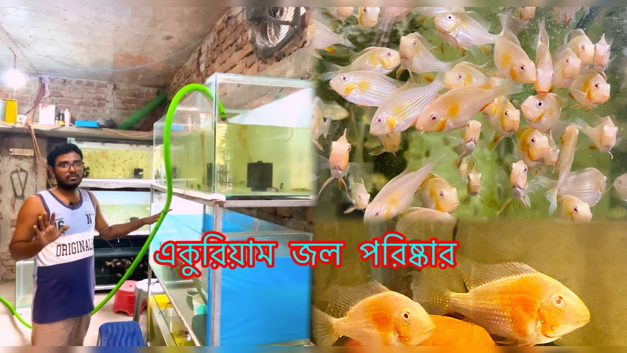 মাছের একুরিয়াম জল কি ভাবে পাল্টাই || aquarium water change 