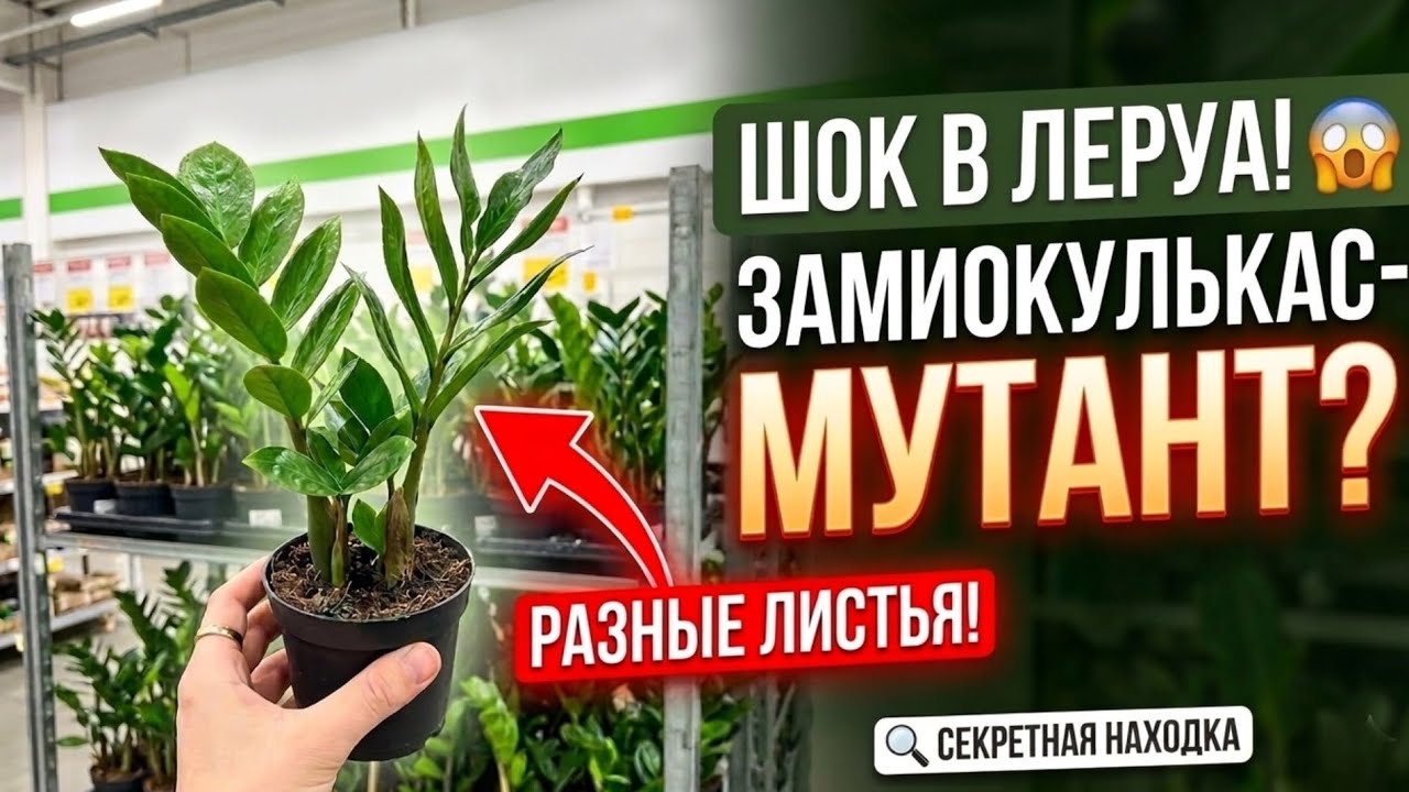 ШОК в Леруа! 😱 Нашла Замиокулькас-мутант: почему у него РАЗНЫЕ листья?