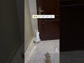 نحلة ولا دبور Cute Subscribe Cat Views Viral Youtubeshorts Catlover كيوت قطط Trending 