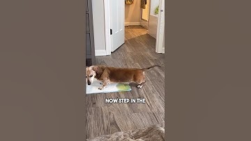 This Dog has the Funniest Morning Routine 😂
