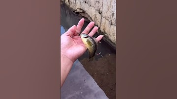 Cách Câu Cá rô đồng của #daohungvlog #fishing #cauca #carpfishing #carodong #shortvideo #shorts