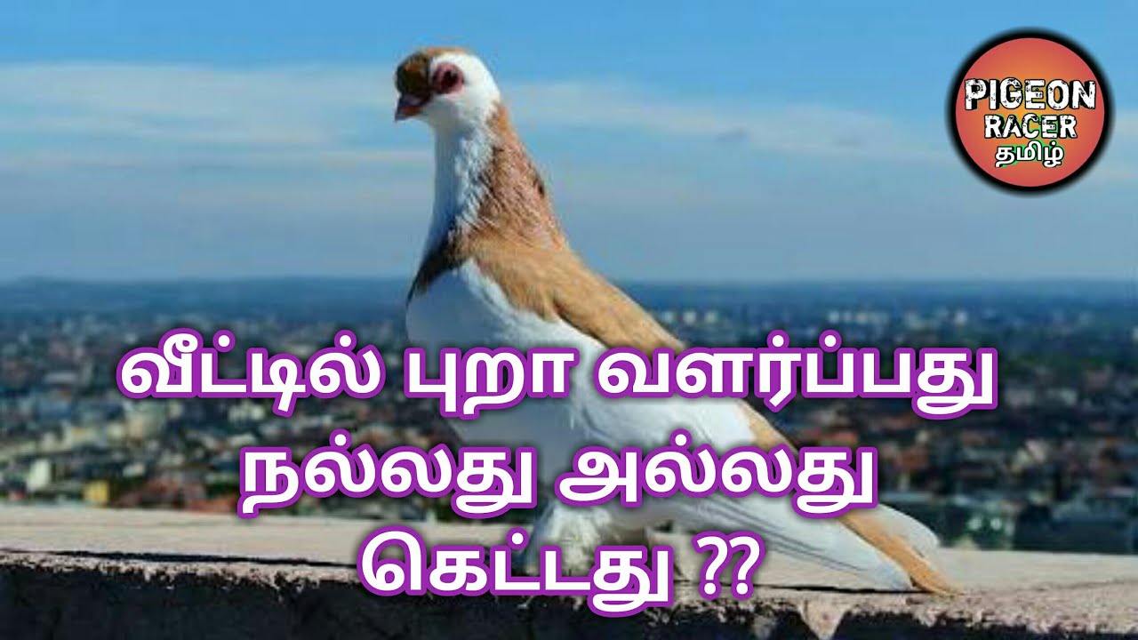 "வீட்டில் புறா வளர்ப்பது" நல்லது அல்லது கெட்டது ?? Keeping pigeons in