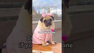 Or  Or ❤, Choose the BEST Look For Me ✨ #shorts #pug #dog